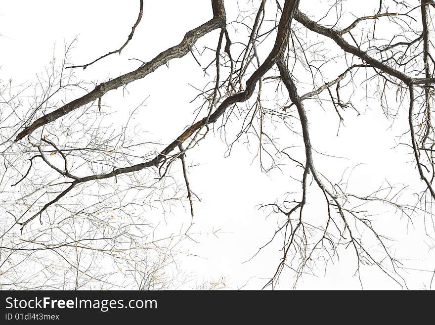 Tree isolated on white background. Tree isolated on white background