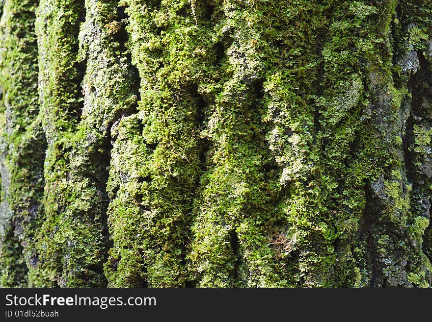 Moss on bark is lighted by sun