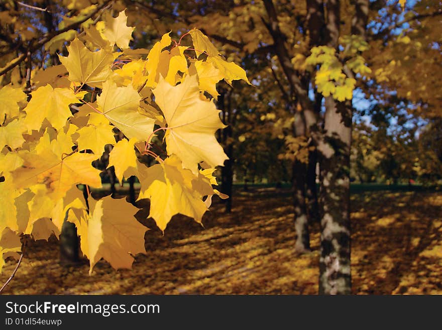 Autumn in park with gold maples. Autumn in park with gold maples