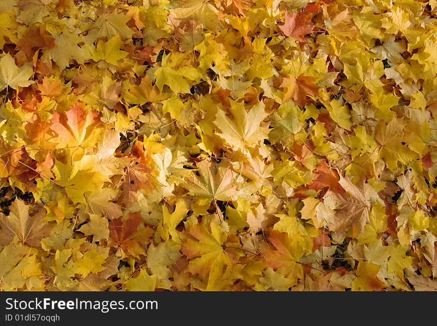 Gold maple fallen leaves background