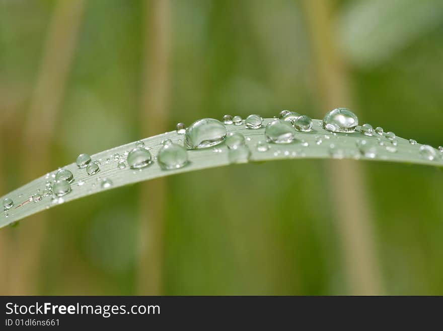 Rain drops on grass leaf. Rain drops on grass leaf