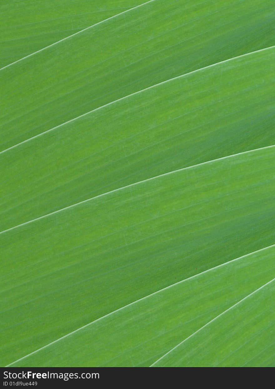 Leaves of a flower of a gladiolus