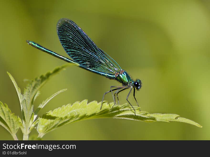 Emerald green dragonfly on a green background