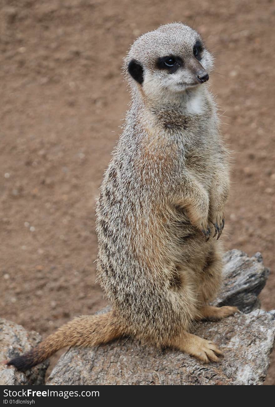 Meerkat (Suricata suricata)