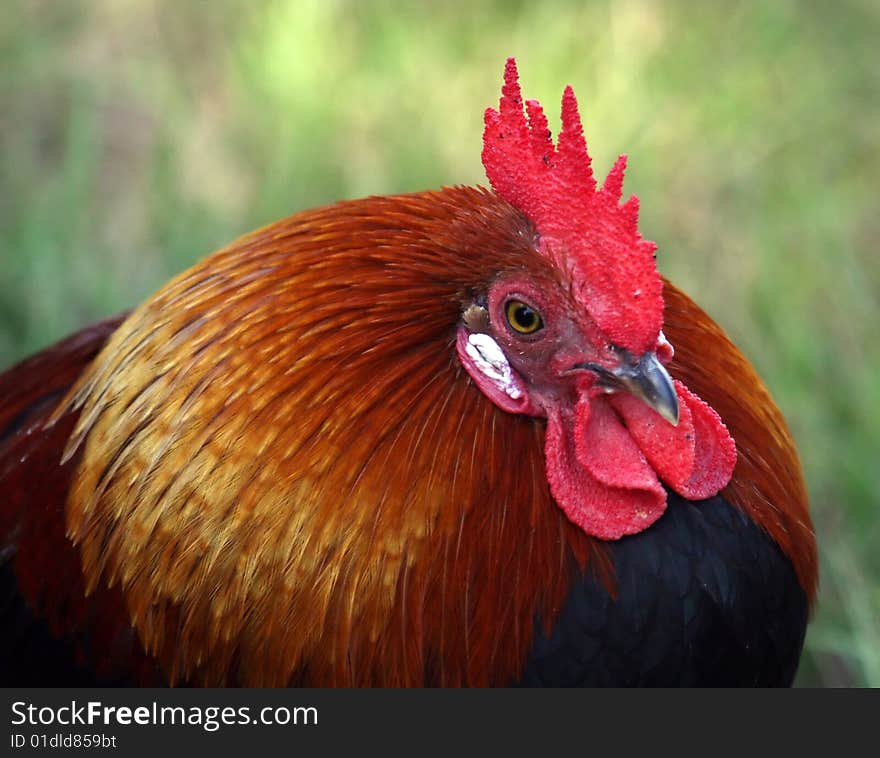 Close up image of Batan Rooster