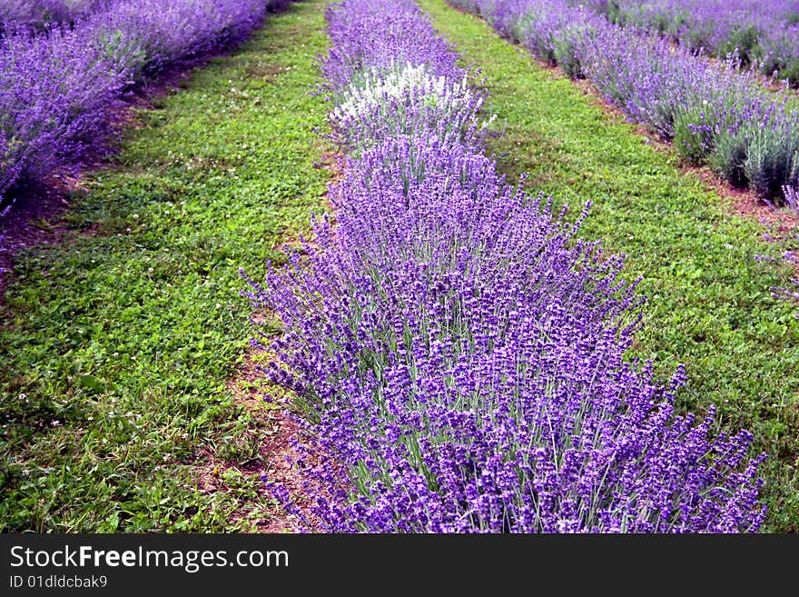 Rows of lavender flowers