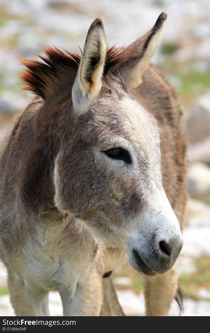 Spanish donkey