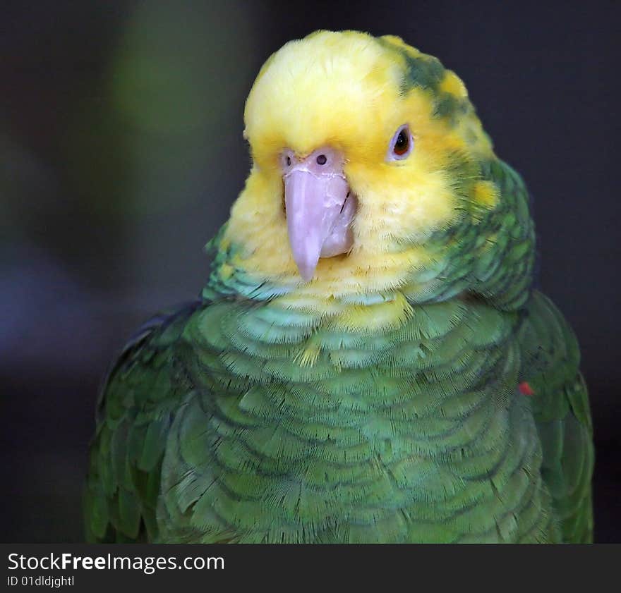 Close up of small colorful parrot. Close up of small colorful parrot