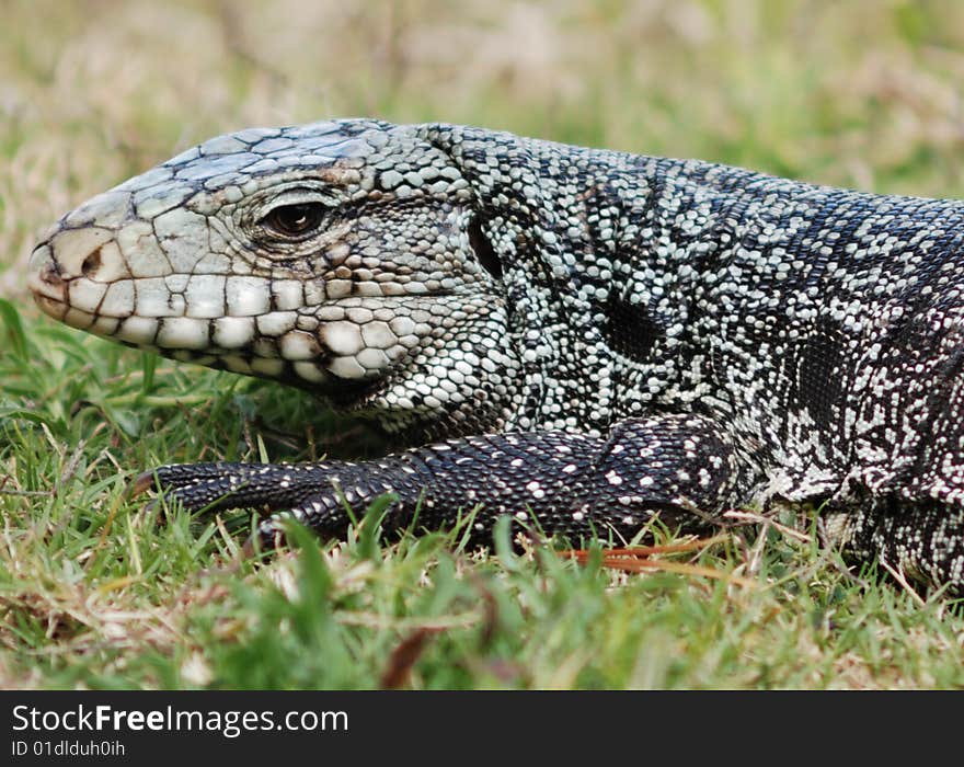 South American alligator specie (Tupinambis merianae). South American alligator specie (Tupinambis merianae)