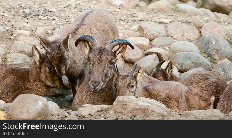 Family of Caucasian goats lie among stones.