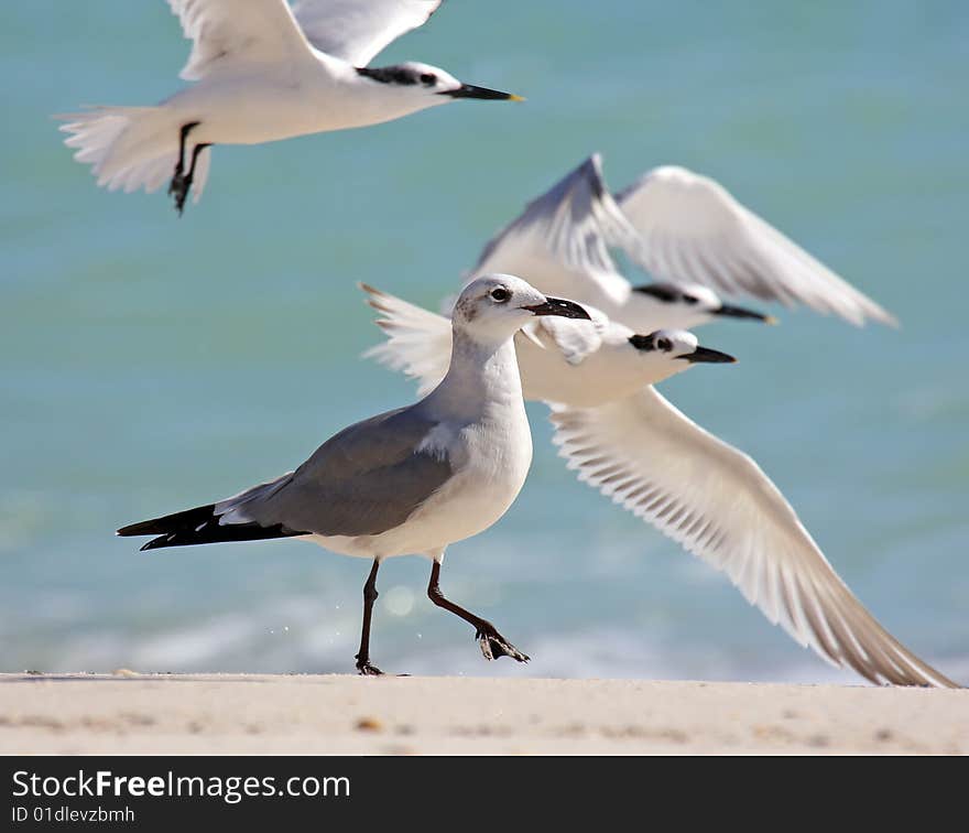 Sea Gull walk along beach as other birds fly by. Sea Gull walk along beach as other birds fly by.