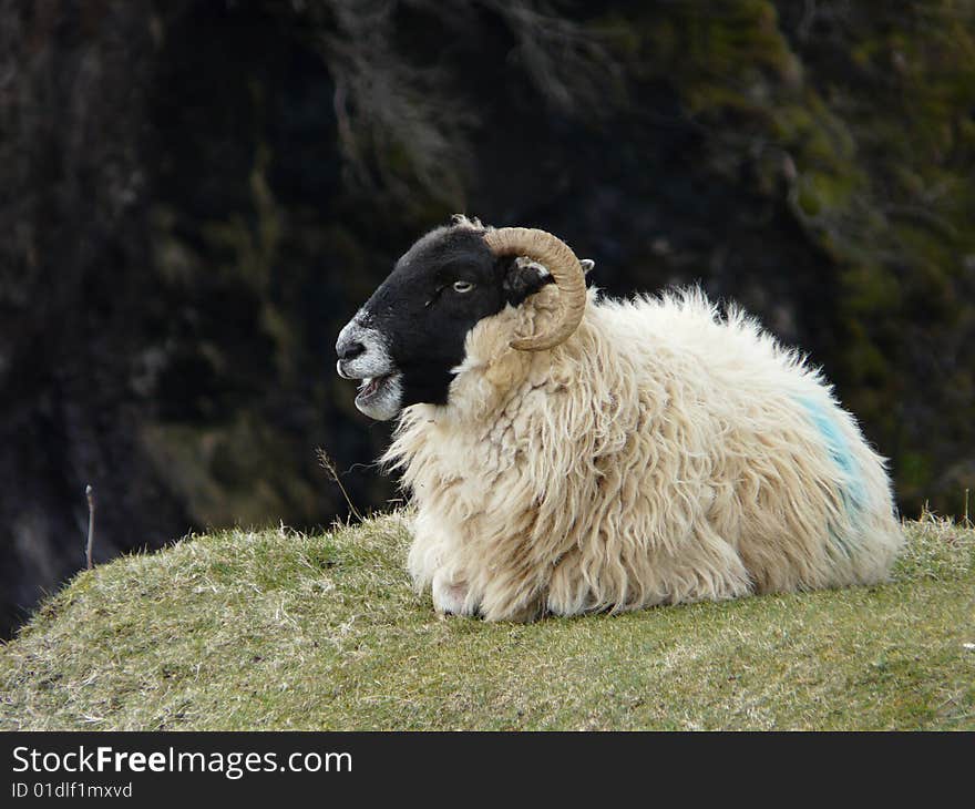 Bah!
A resting ram is ruminating while resting. Bah!
A resting ram is ruminating while resting.