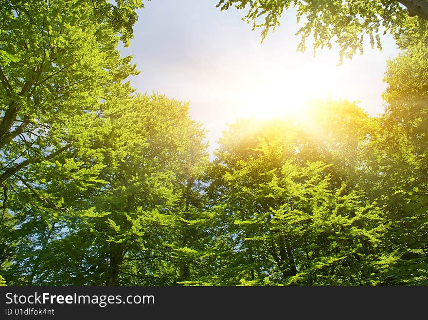 Picture of a Sunshine in a forest. Picture of a Sunshine in a forest