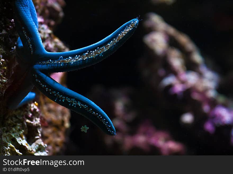 Blue starfish.