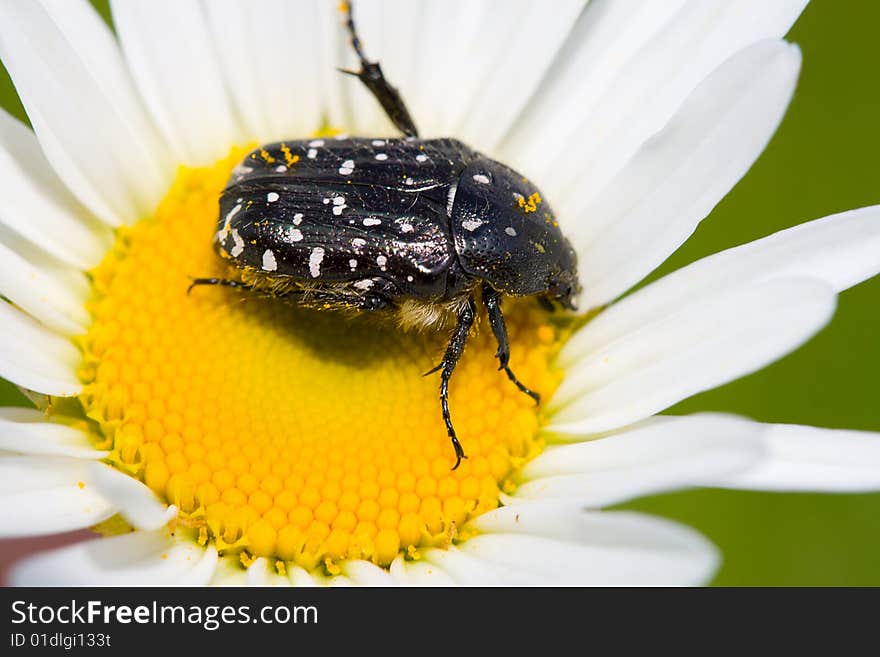 Blossom feeder beetle on chamomile