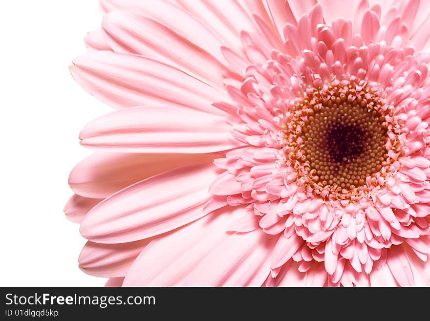 Beautiful daisy flower on white.