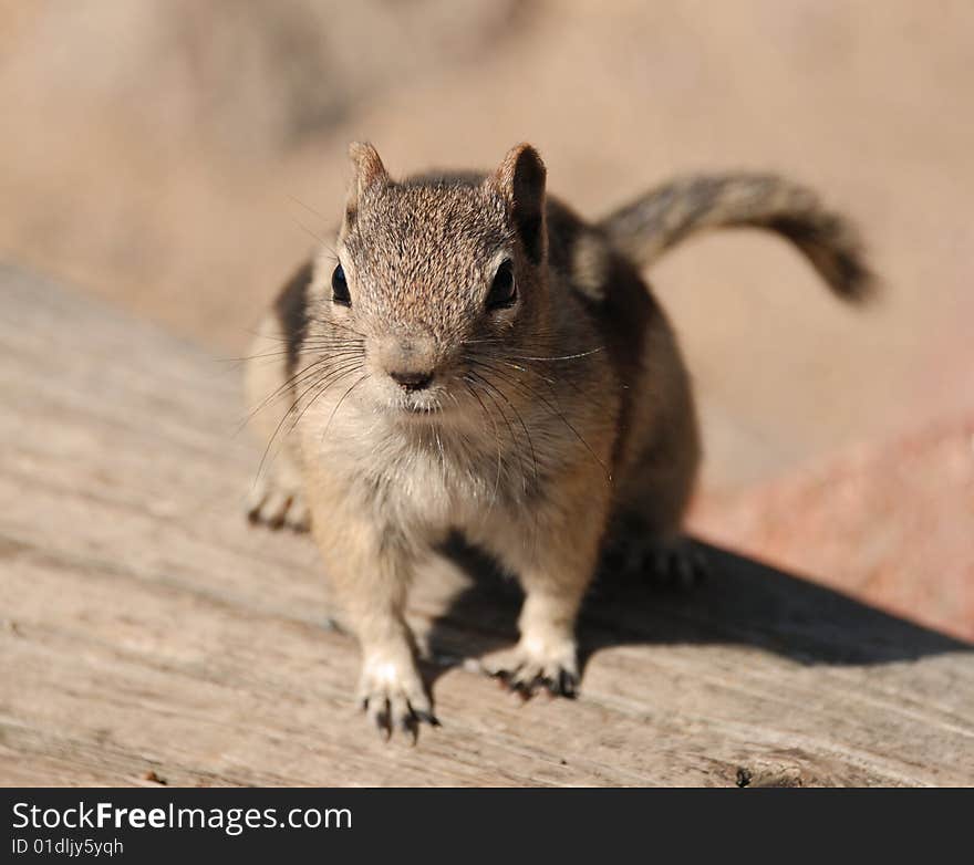 Chipmunk Sitting on a Log