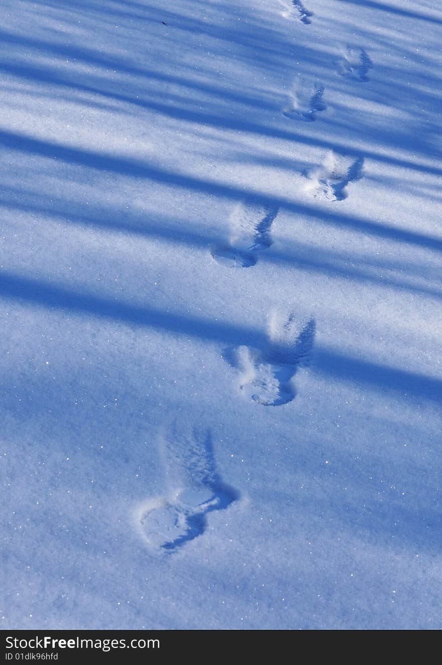 Foot print on the snow with shadow of the trees