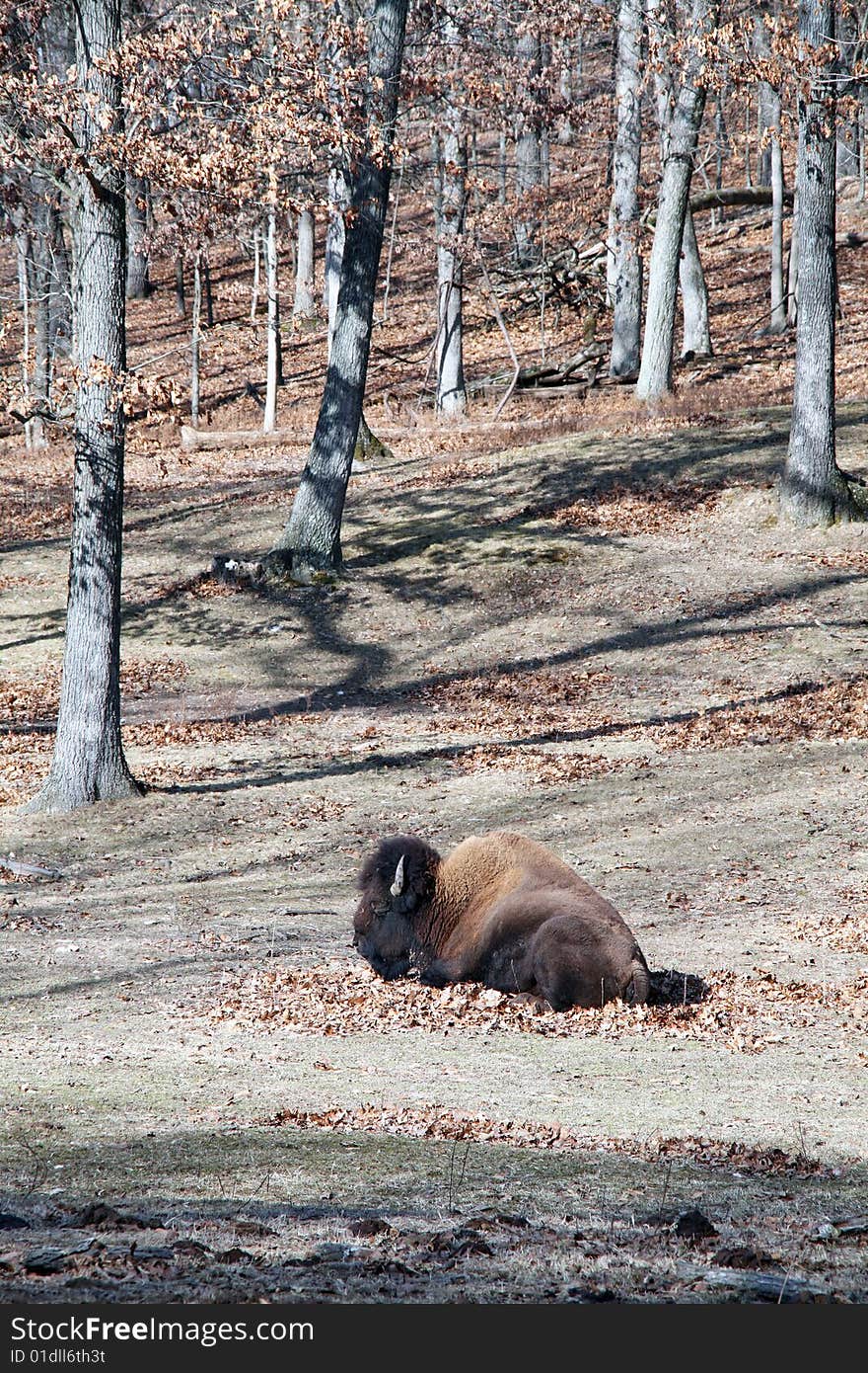 American bison resting in meadow. American bison resting in meadow