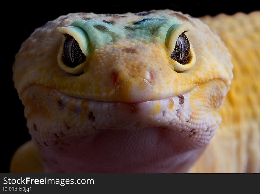 Leopard Gecko stare