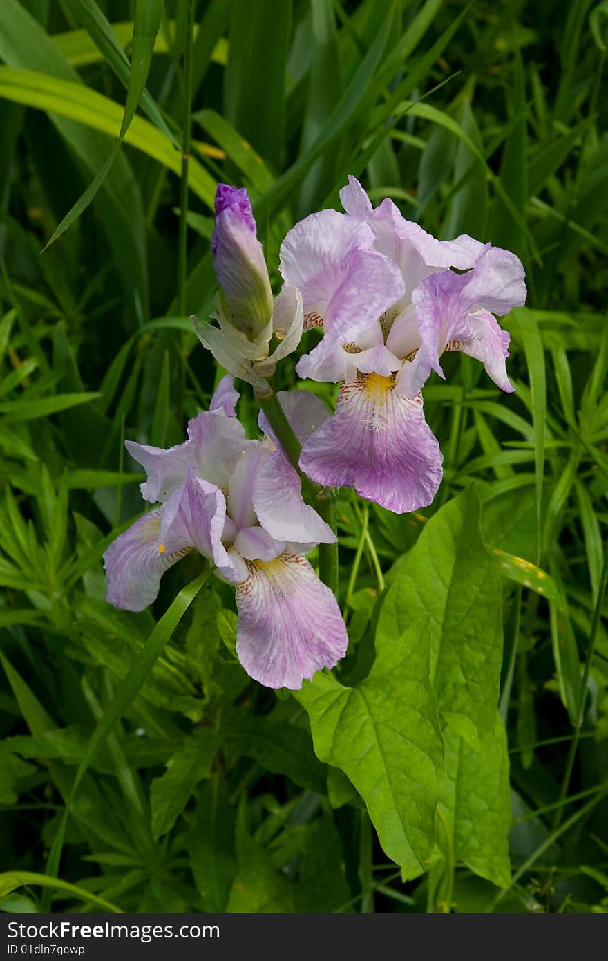 Violet flowers of an iris with a bright green grass