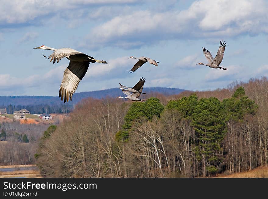 A shot of some cranes flying over a farm in the winter. A shot of some cranes flying over a farm in the winter.