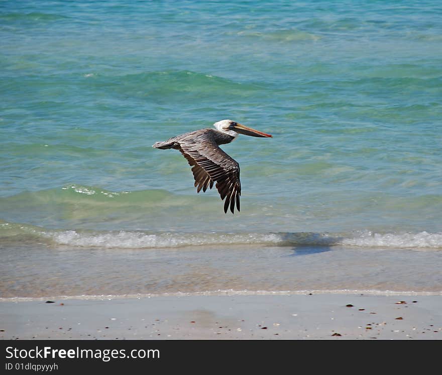 Pelican Flying