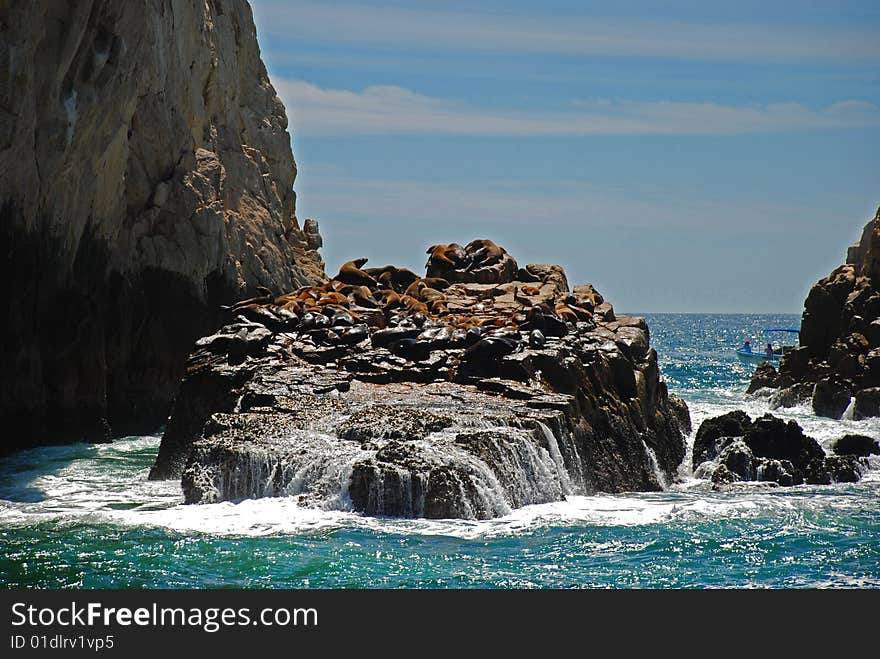 Sea Lion Colony on the Rocks in Cabo