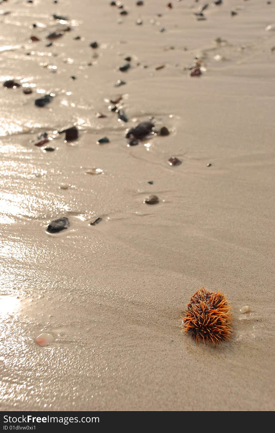 Sea Urchin on the Beach