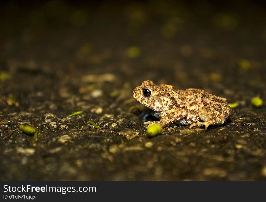 Frog in the street