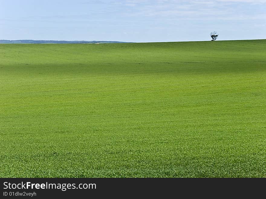 Shodow from clouds over a green crop