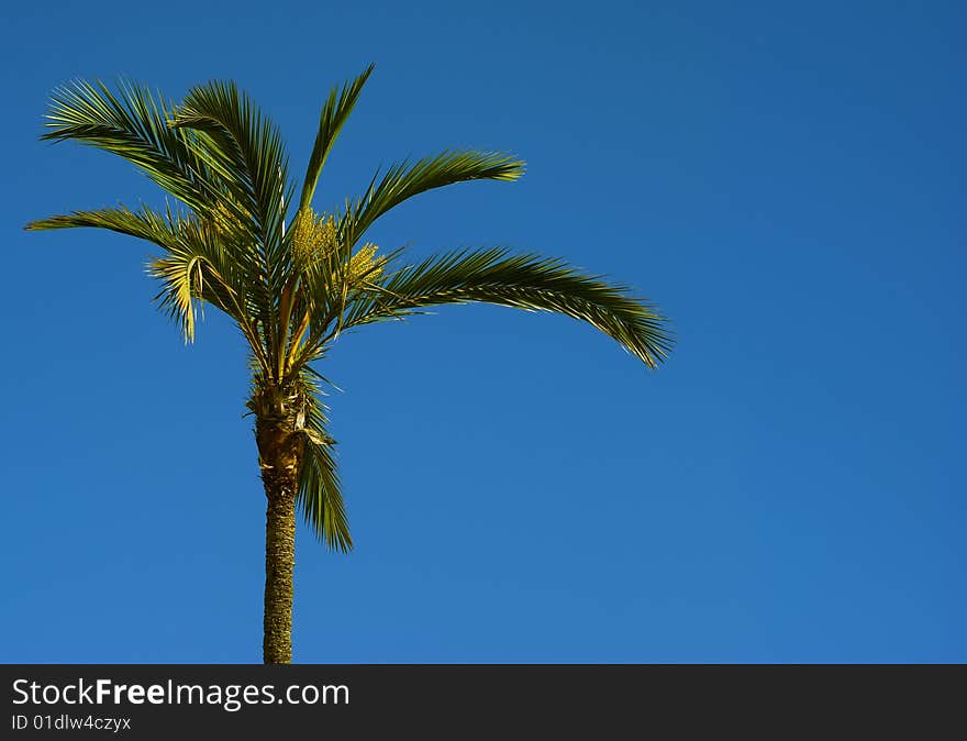 Single Palm Tree On A Blue Sky