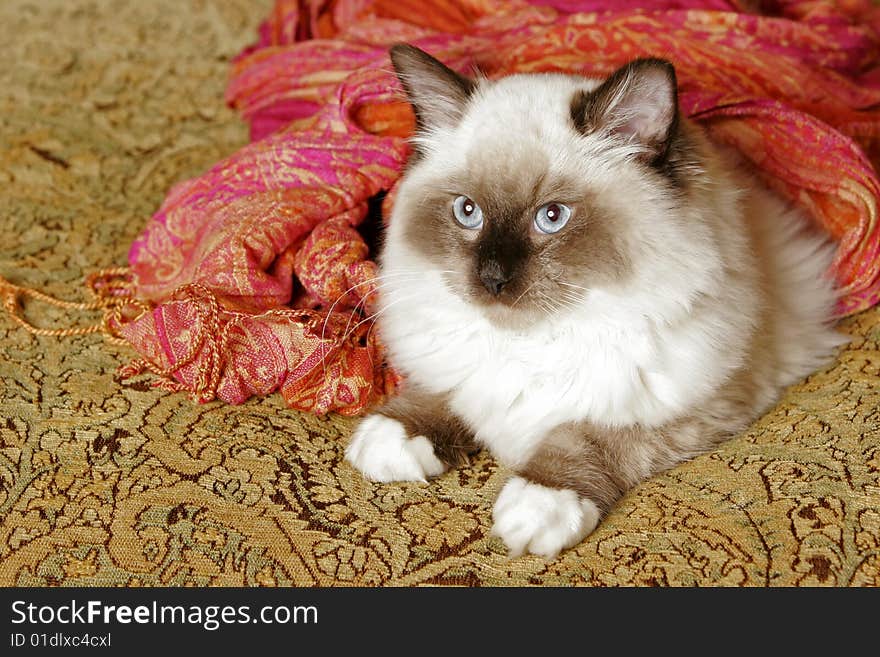 Portrait of a Rag Doll breed of cat about 3 months old. Portrait of a Rag Doll breed of cat about 3 months old.