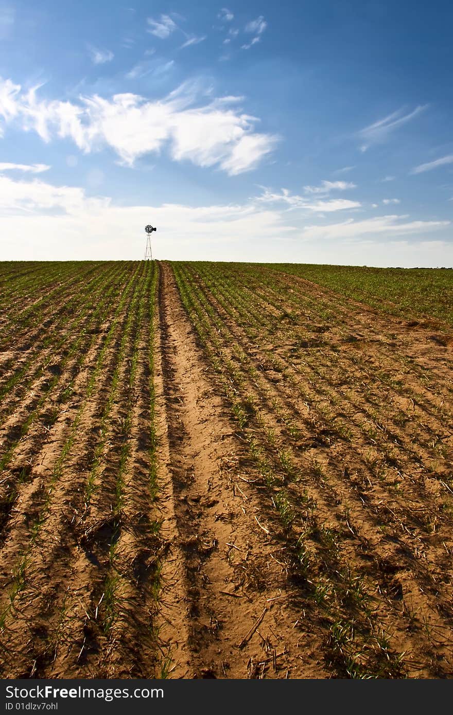 Field of newly planted winter wheat