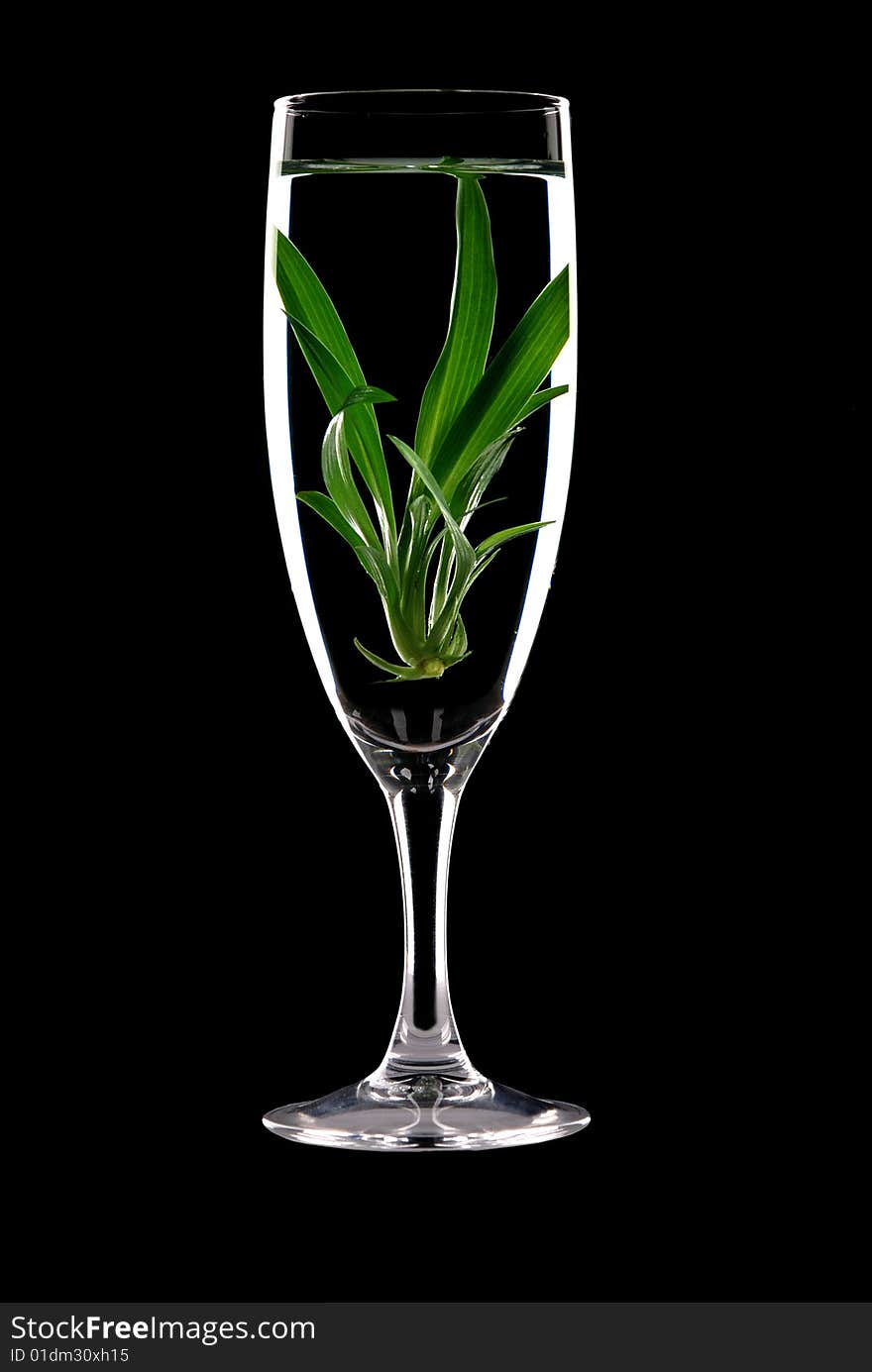 Sprout in glass with water