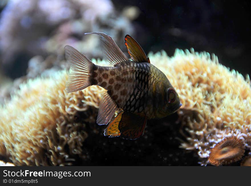 A fish swimming in a coral reef