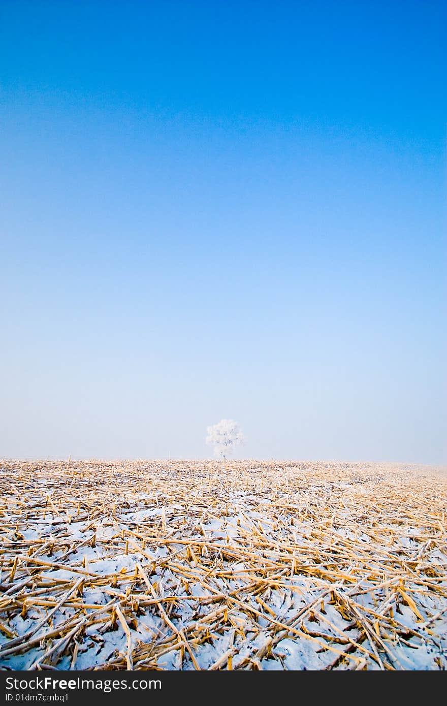 Winter landscape with frosted trees