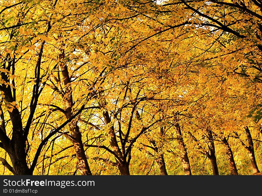 Autumn trees. Golden color of the fall.