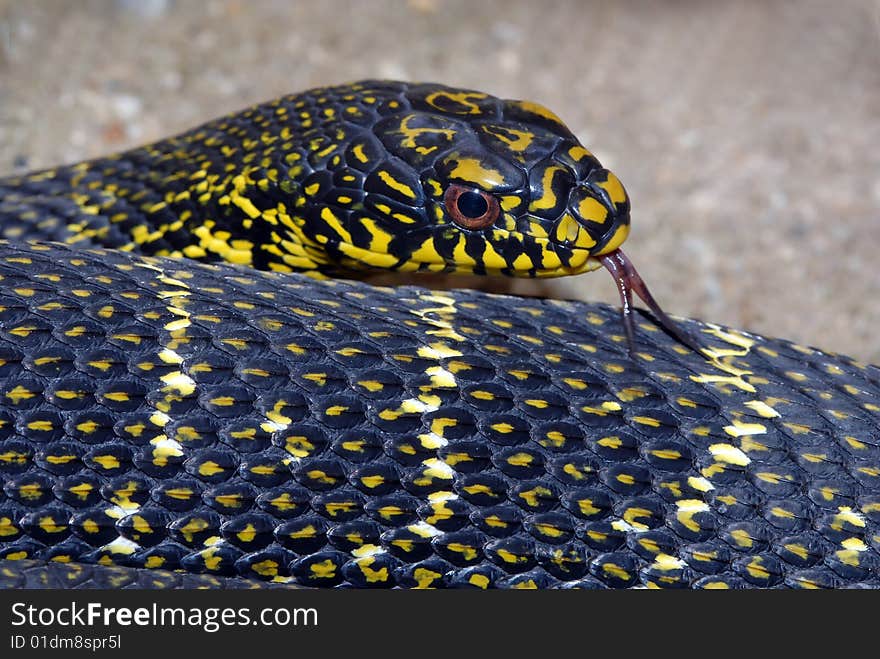 Closeup image of bull snake with tongue out