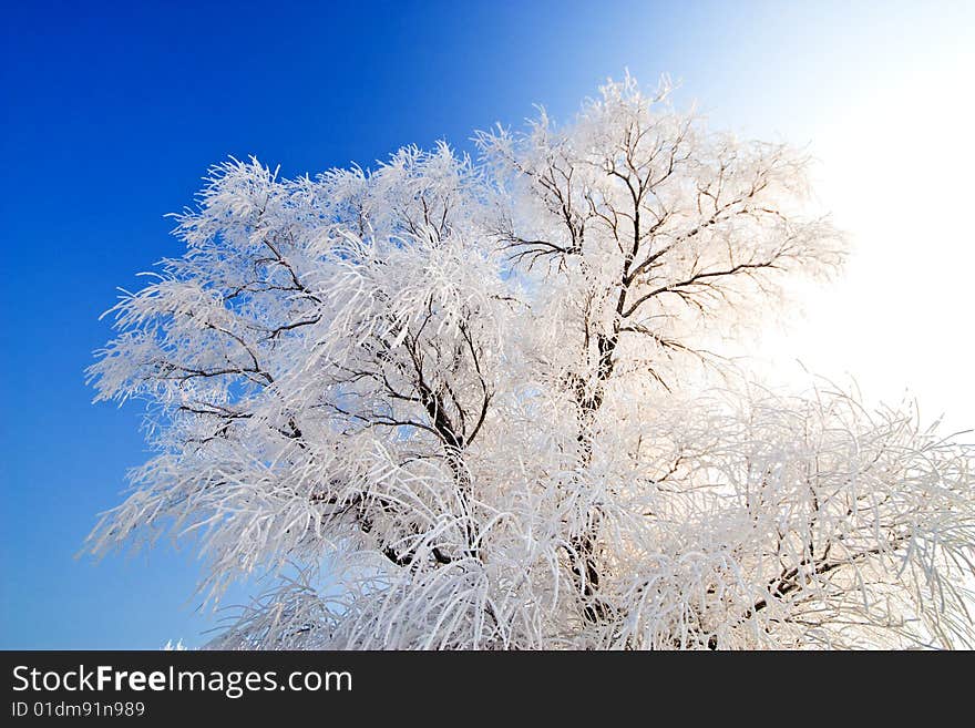 Winter landscape with frosted trees