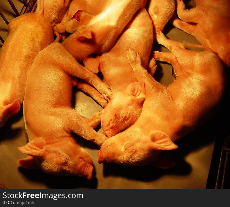 Piglets