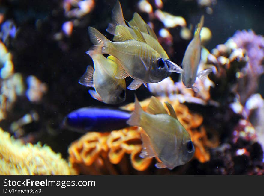 A fish swimming in a coral reef