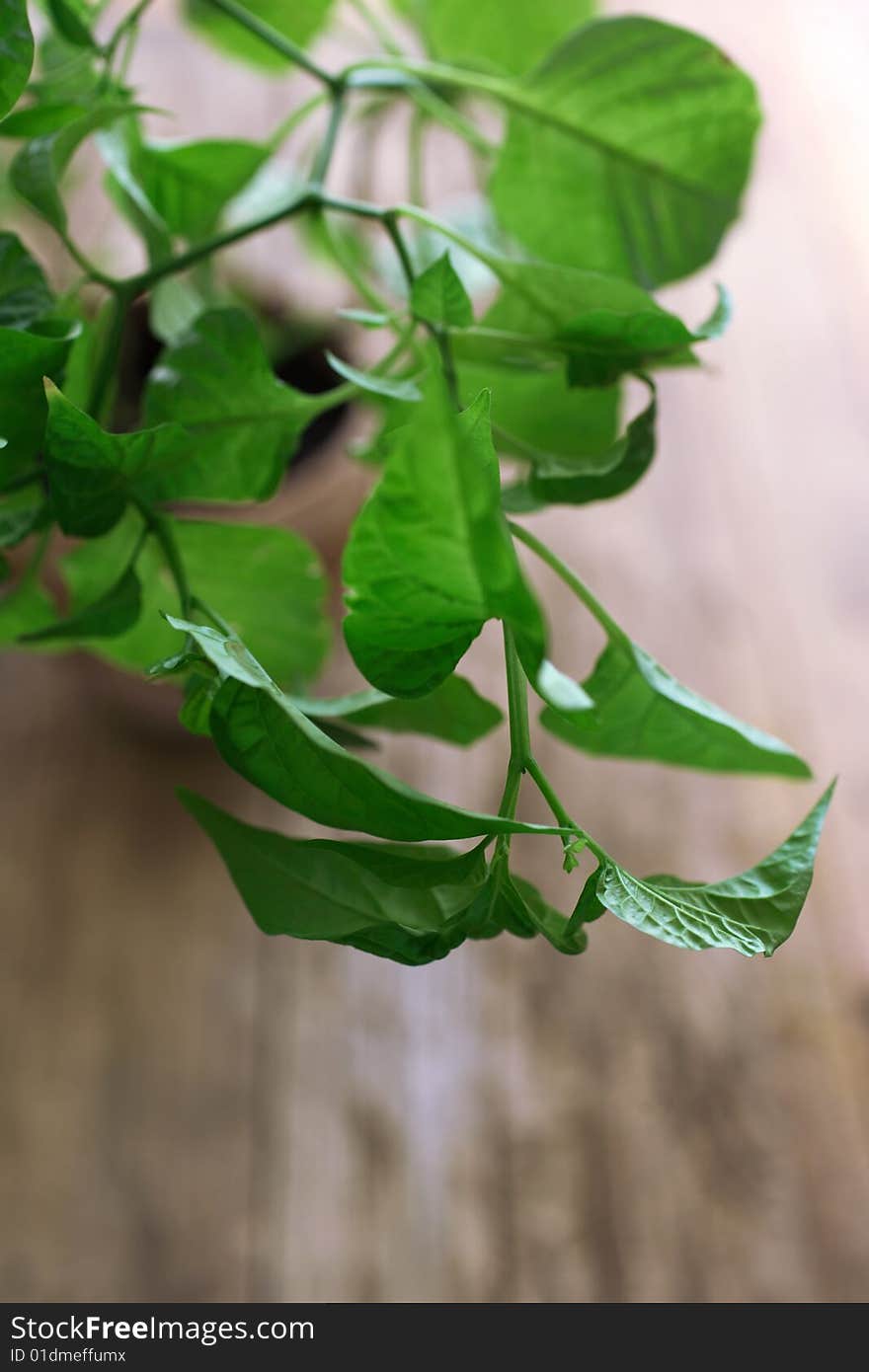 Fresh green pepper plant