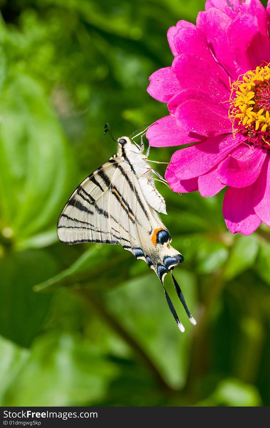 Butterfly Mahaon sits on a flower. (Zinnia L.). Butterfly Mahaon sits on a flower. (Zinnia L.)