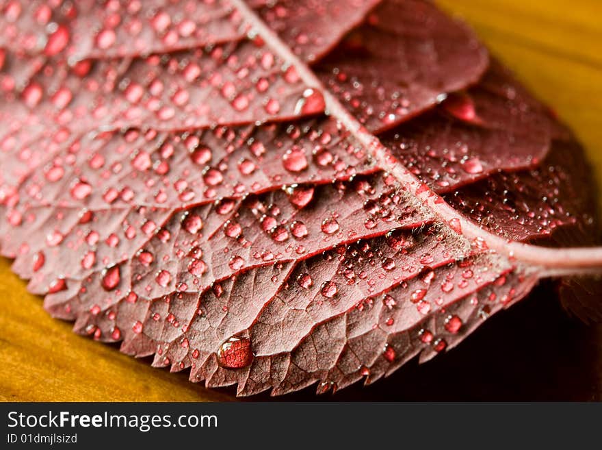 Leaf with raindrops