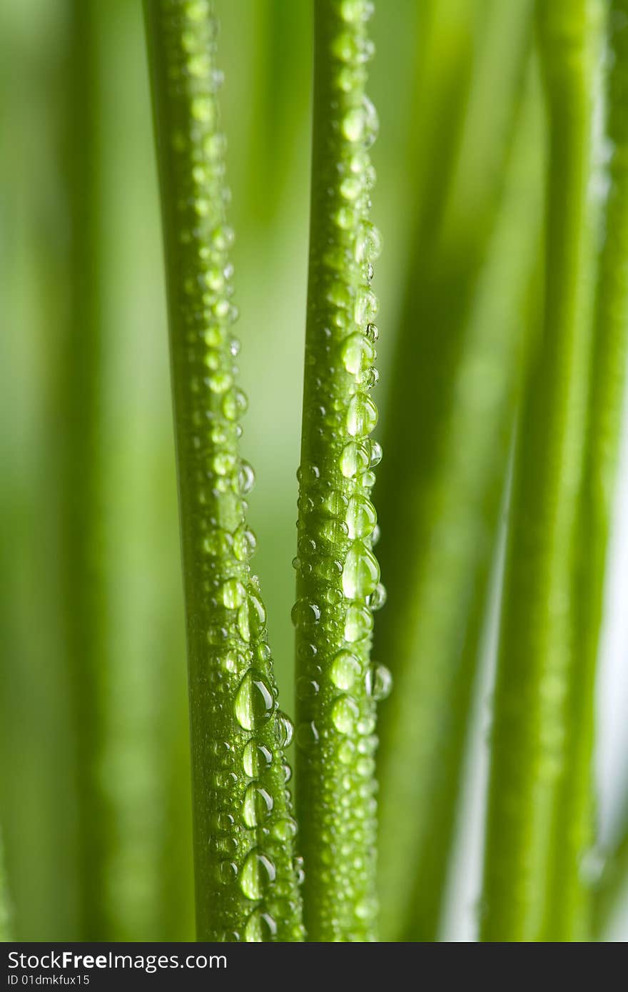 Fresh wet grass background