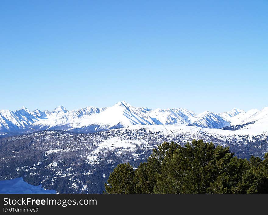 Snowy Mountains with pine trees