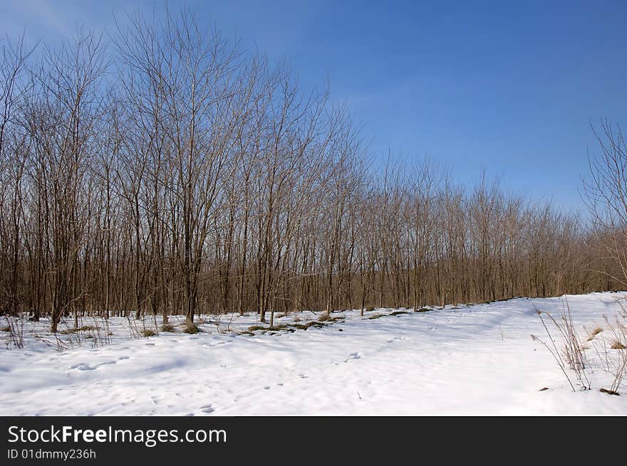 Forest trees at the winter