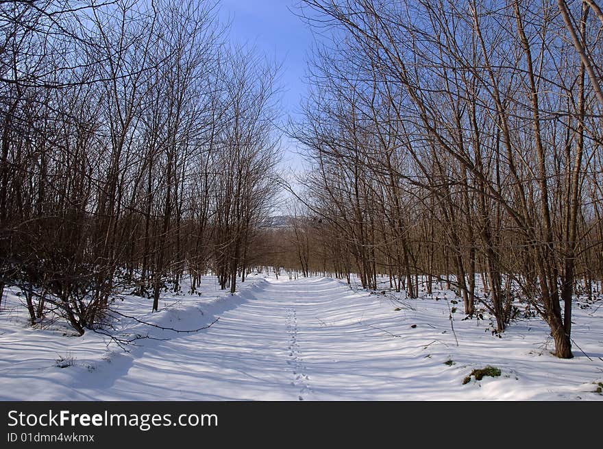 Forest trees at the winter