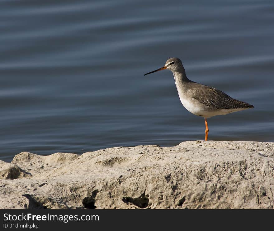 Large sandpiper, mostly black body except for white rump, white spots on wings, barred tail. Bill is red with black tip. Legs and feet are dark red. Large sandpiper, mostly black body except for white rump, white spots on wings, barred tail. Bill is red with black tip. Legs and feet are dark red.